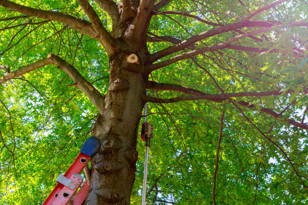 Dead Tree Removal in Burke Centre, VA